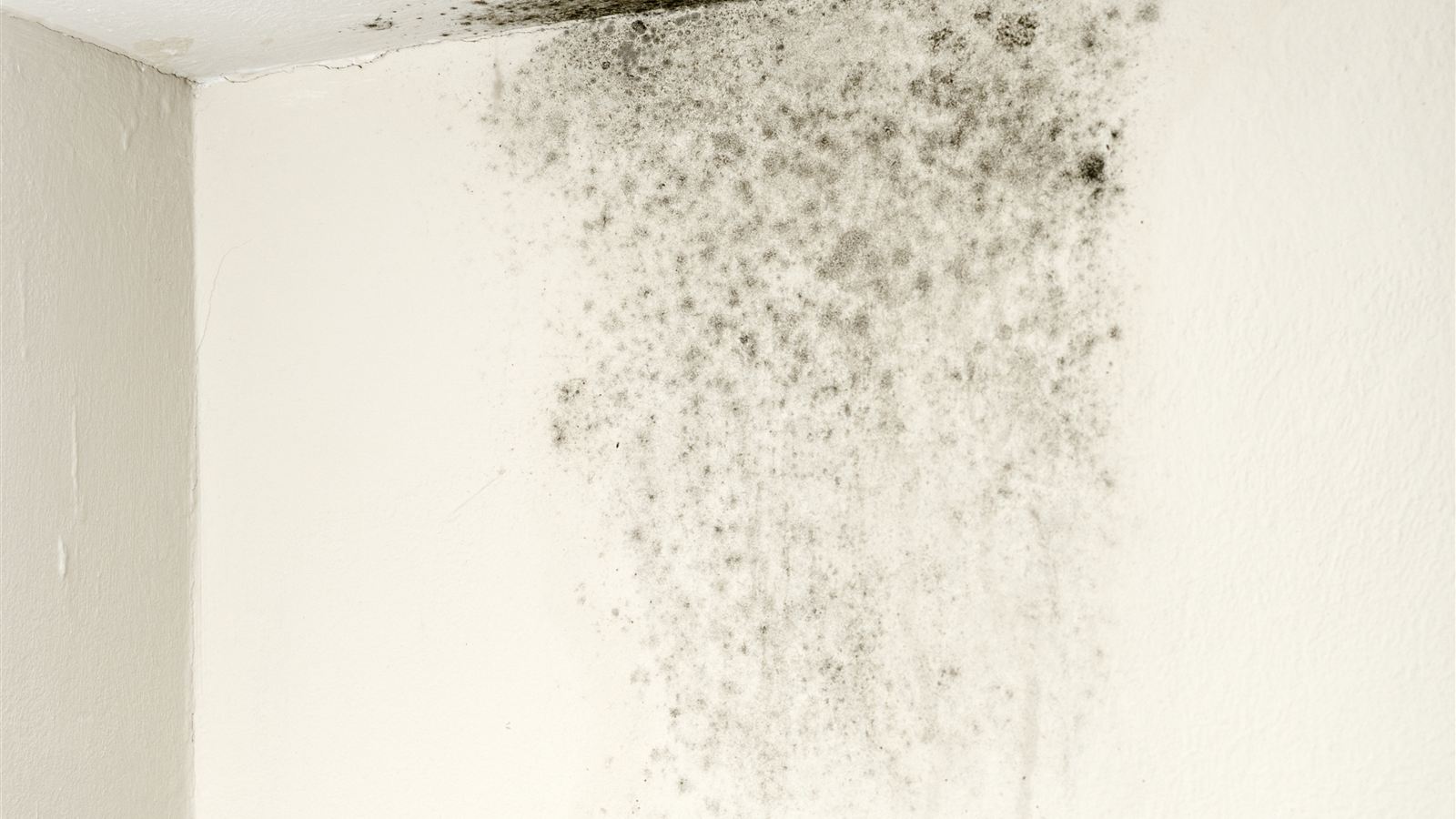 Photo of damp proofing work